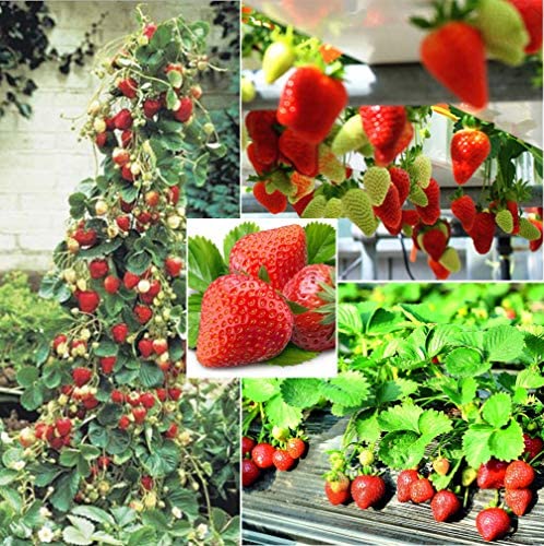 S-pone 250+ Red Climbing Strawberry Seeds Everbearing Fruit Plant Home Garden Sweet and Delicious