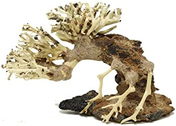 Small Bonsai Driftwood Aquarium Tree ASX Random Pick (4in H x 5in L) Natural, Handcrafted Fish Tank Decoration | Easy to Install