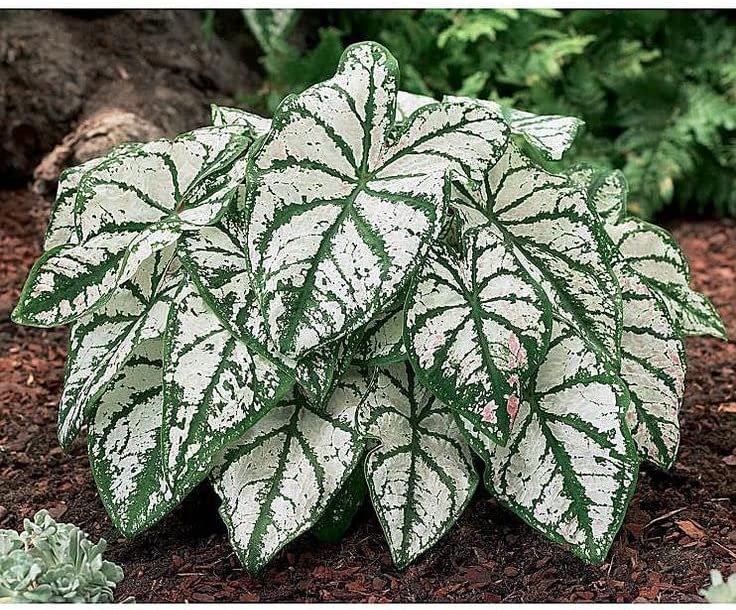 White Caladium Bulbs for Spring Planting – Set of 6 Giant Elephant Ear Bulbs for Planting Live Plants Outdoor Planters Angel Wings Perennial Bulbs – Caladium White Queen Elephant Ear Plant Bulbs